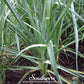 Giant Musselburgh Leek – 200 Seeds