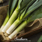 Giant Musselburgh Leek – 200 Seeds