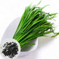 Leeks - Green Chive - Asian Garlic Chive - 500 Seeds