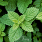 Lemon Balm – 100 Seeds