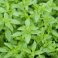 Lemon Basil – 250 Seeds