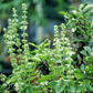 Lemon Basil – 250 Seeds