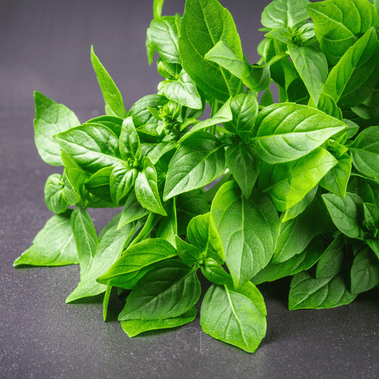 Lemon Basil – 250 Seeds