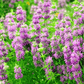 Lemon Bee Balm (Lemon Mint) – 100 Seeds