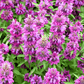 Lemon Bee Balm (Lemon Mint) – 100 Seeds