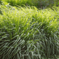 Lemon Grass – 100 Seeds