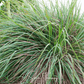 Lemon Grass – 100 Seeds