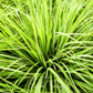 Lemon Grass – 100 Seeds
