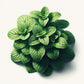 Lemon Balm Seeds (4x)