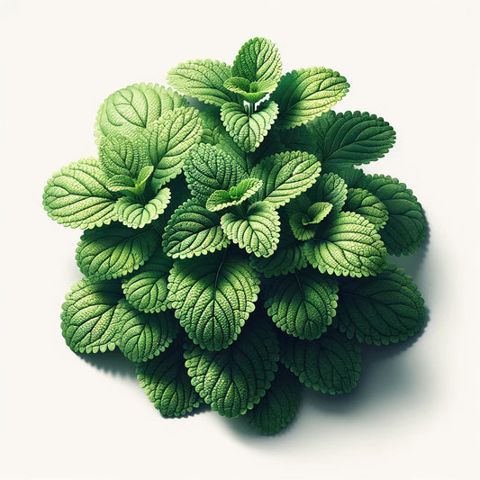 Lemon Balm Seeds (4x)
