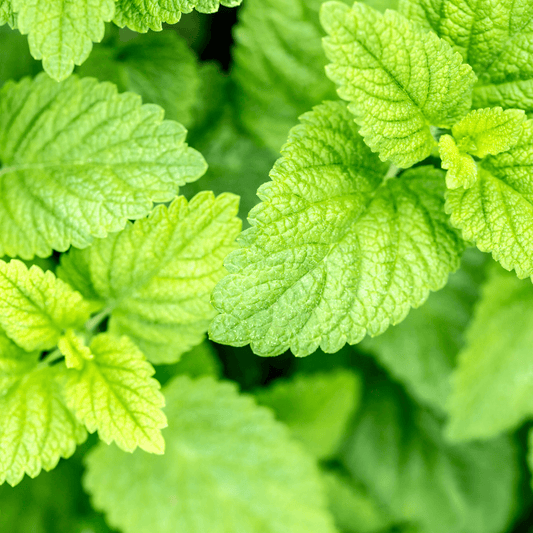 Lemon Balm Seeds