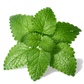 Lemon Balm Seeds