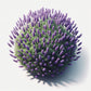 Lavender (Munstead) Seeds (4x)