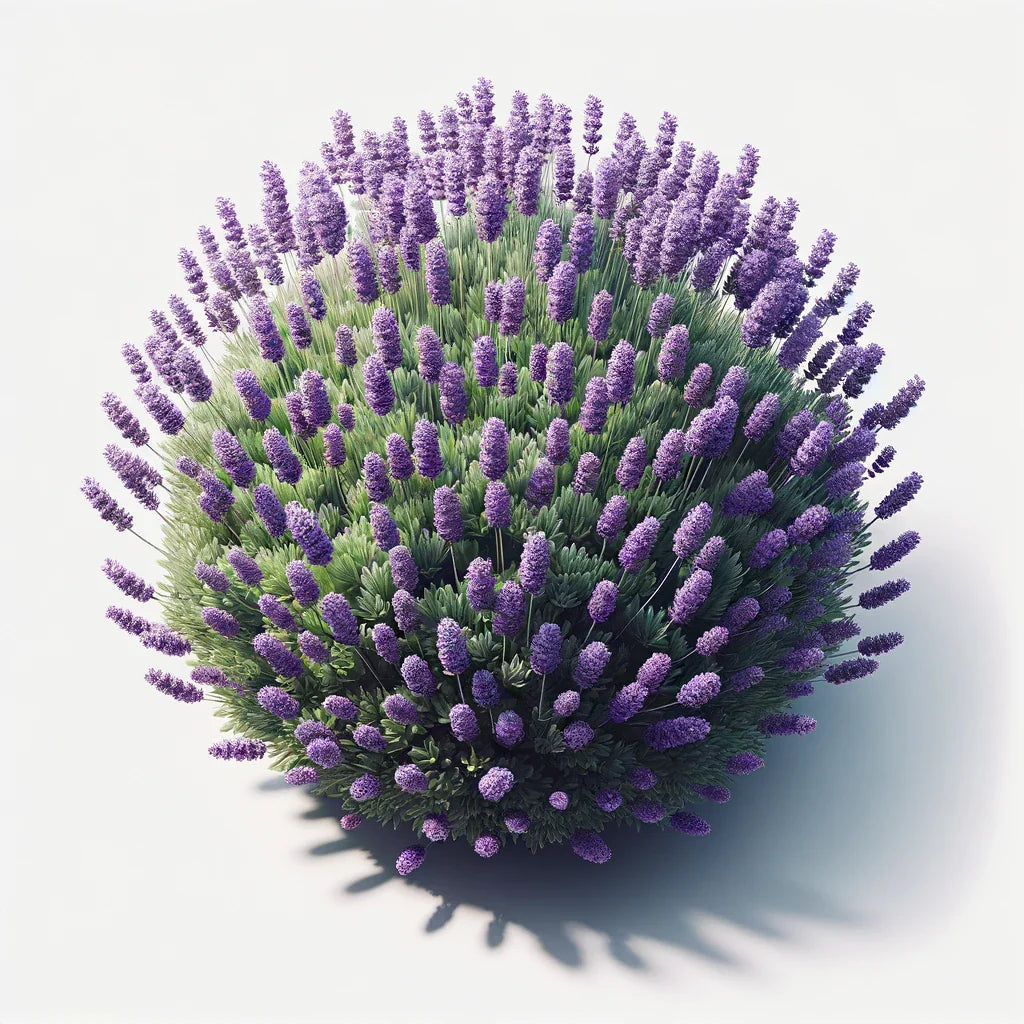 Lavender (Munstead) Seeds (4x)