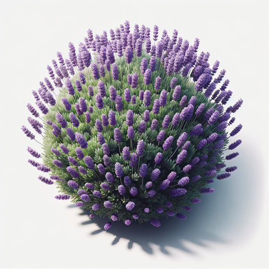 Lavender (Munstead) Seeds (4x)