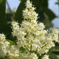 Japanese Tree Lilac – 30 Seeds