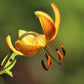 20 COLUMBIAN TIGER LILY Oregon Lily Lilium Columbianum syn. Canadense Parviflorum Orange Maroon Spotted Native Flower Seeds