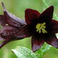 Chocolate Lily – 10 Seeds