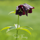 Chocolate Lily – 10 Seeds