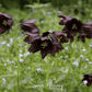 Chocolate Lily – 10 Seeds
