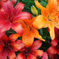 15 WESTERN HYBRIDS LILY Tiger, Leopard, Lemon, Alpine, Kellogg - Mixed Colors Pink, Red, Yellow, Orange - Native Lilium Flower Seeds