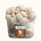 Lion's Mane Mushroom Grow Kit Fruiting Block - 5 LBS