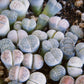 Lithops Mix (Living Stone) Seeds