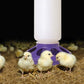 Little Giant 1 Quart Chicken Feeder & Waterer – Plastic Screw-On Jar & Base (Sold Separately)