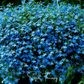 Blue Carpet Lobelia – 100 Seeds