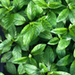 Longevity Spinach (Gynura procumbens)