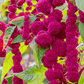 Love Lies Bleeding Amaranth – 250 Seeds