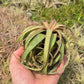 Tillandsia Eric Knobloch