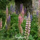 Russell Lupine – 50 Seeds