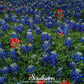 Texas Bluebonnet Lupine – 50 Seeds