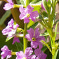 1000 Lythrum alatum Seeds | Winged Loosestrife | Native Perennial Wetland Plant | Pollinator-Friendly Meadow & Garden