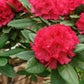50 MIXED HYBRIDS RHODODENDRON spp. Mixed Colors - Red, Pink, Purple, White, Yellow, Orange Flower Sun or Shade Bush Shrub Seeds