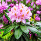 50 MIXED HYBRIDS RHODODENDRON spp. Mixed Colors - Red, Pink, Purple, White, Yellow, Orange Flower Sun or Shade Bush Shrub Seeds