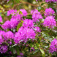 50 MIXED HYBRIDS RHODODENDRON spp. Mixed Colors - Red, Pink, Purple, White, Yellow, Orange Flower Sun or Shade Bush Shrub Seeds