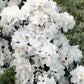 50 MIXED HYBRIDS RHODODENDRON spp. Mixed Colors - Red, Pink, Purple, White, Yellow, Orange Flower Sun or Shade Bush Shrub Seeds