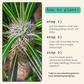 Pachypodium lamerei 'Madagascar Palm' Seeds