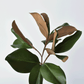 16.5" Faux Magnolia Leaf Stem