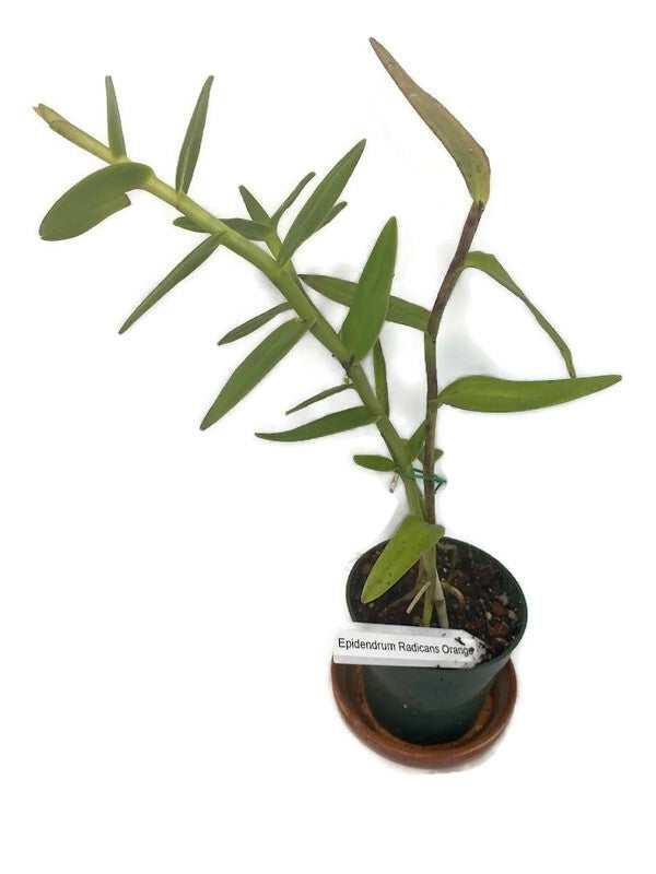 Epidendrum Radicans Orange ground orchid ! A hardy orchid with super bright orange blooms! An easy care perennial orchid that loves summertime!