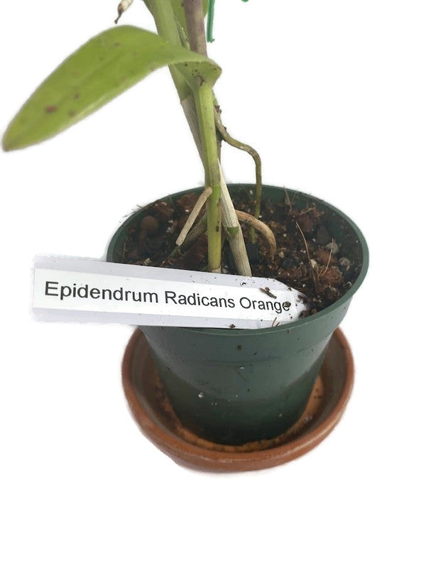 Epidendrum Radicans Orange ground orchid ! A hardy orchid with super bright orange blooms! An easy care perennial orchid that loves summertime!