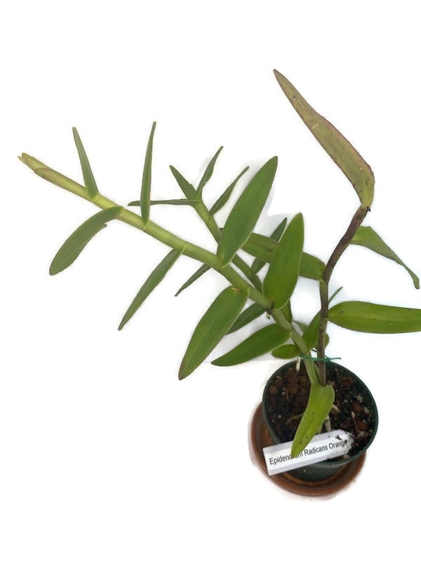 Epidendrum Radicans Orange ground orchid ! A hardy orchid with super bright orange blooms! An easy care perennial orchid that loves summertime!