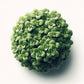 Marjoram (Zaatar) Seeds (4x)