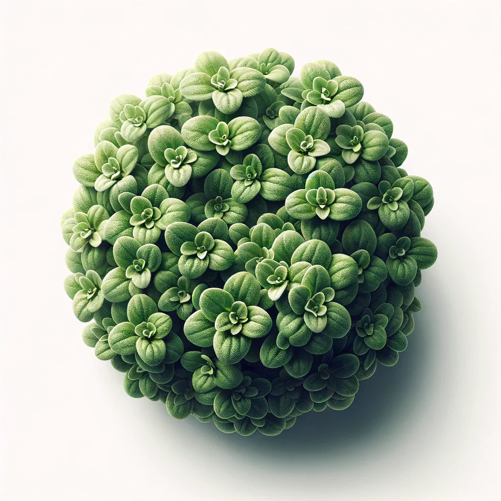 Marjoram (Zaatar) Seeds (4x)