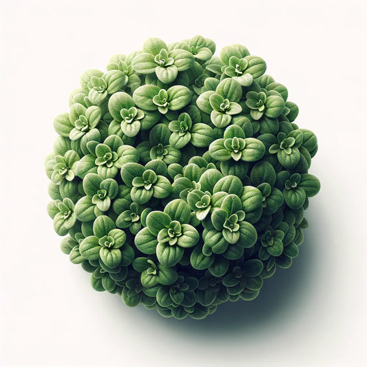 Marjoram (Zaatar) Seeds (4x)