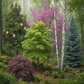 Tree & Vine Growing Kit - Choose Your Tree Type