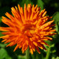 500 Mixed Colors FANCY MIX Pot MARIGOLD Calendula Officinalis Flower Seeds