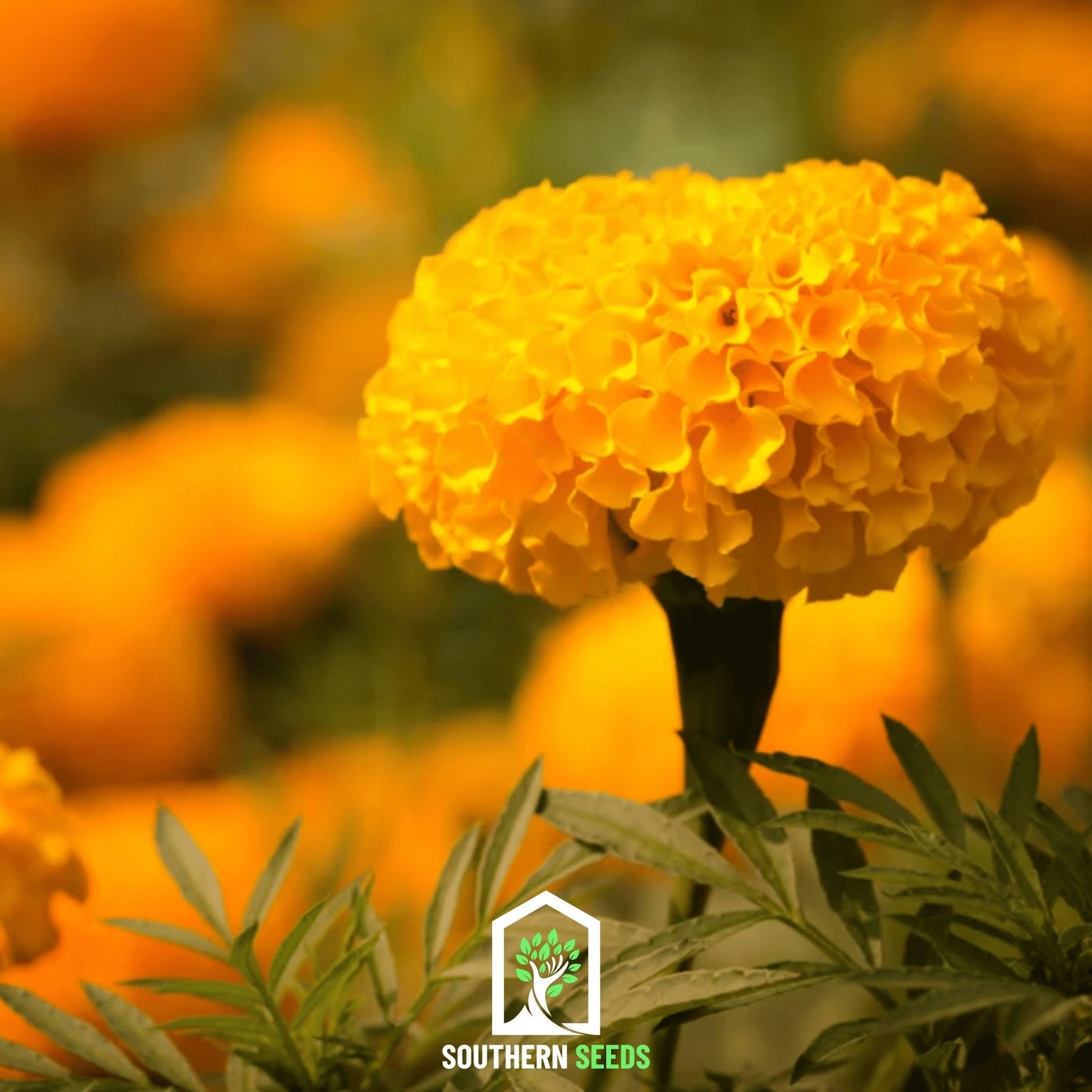 marigold crackerjack seeds Marigold (African) Crackerjack Mixed Seeds